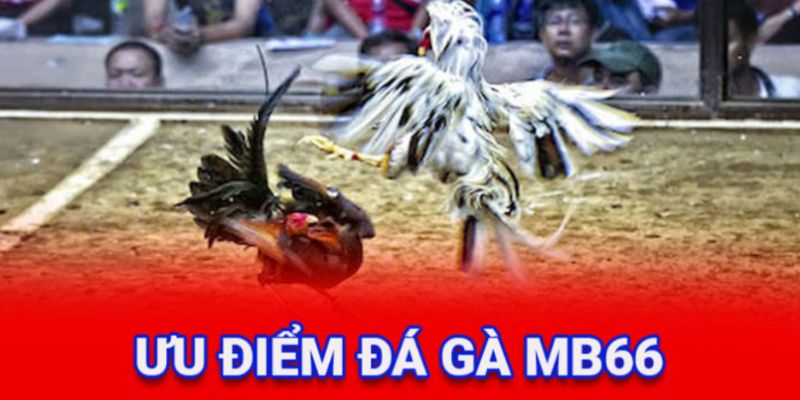 da-ga-mb66-diem-den-ly-tuong-cua-nguoi-dam-me
