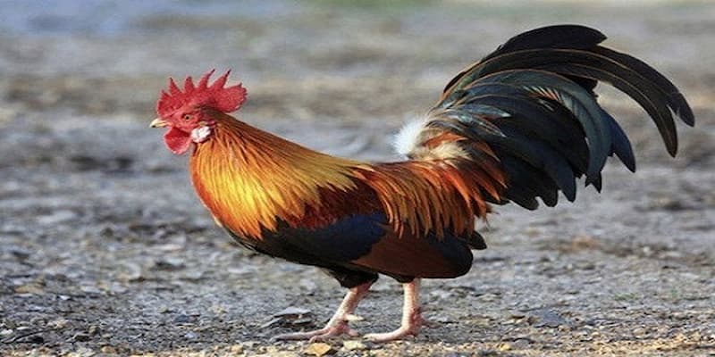 Những lưu ý quan trọng nhất bạn nên biết ngay khi chăm chiến kê