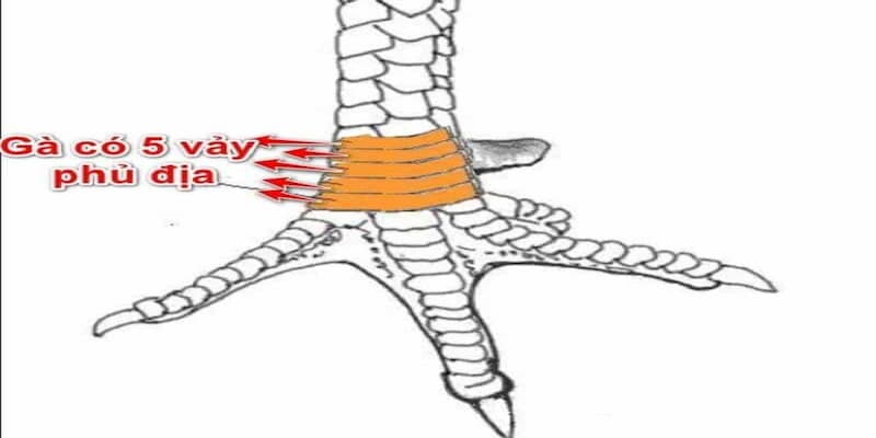 Tìm hiểu thông tin những loại vảy hiếm trên thị trường