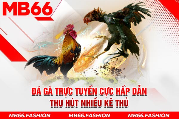 Đá gà trực tuyến cực hấp dẫn thu hút nhiều kê thủ